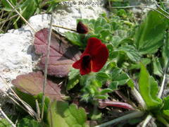 Lotus tetragonolobus