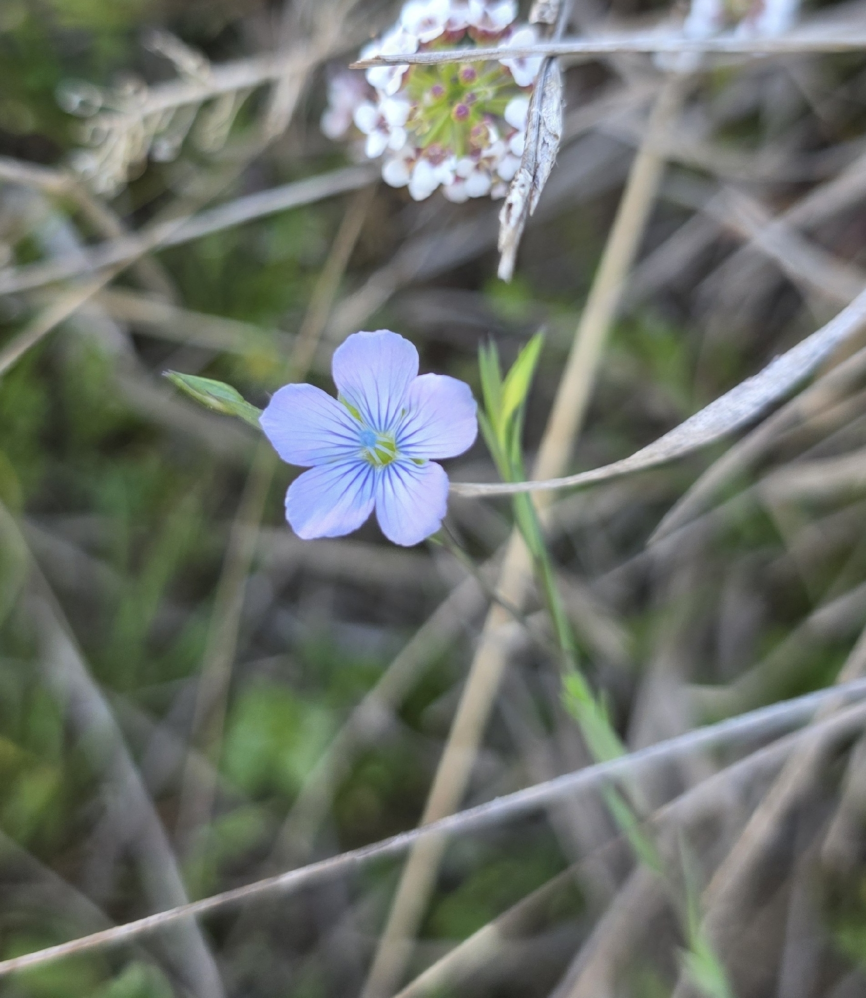 Pale Flax (Linum bienne)