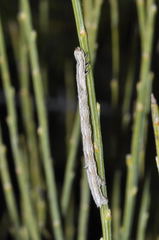 Perconia strigillaria