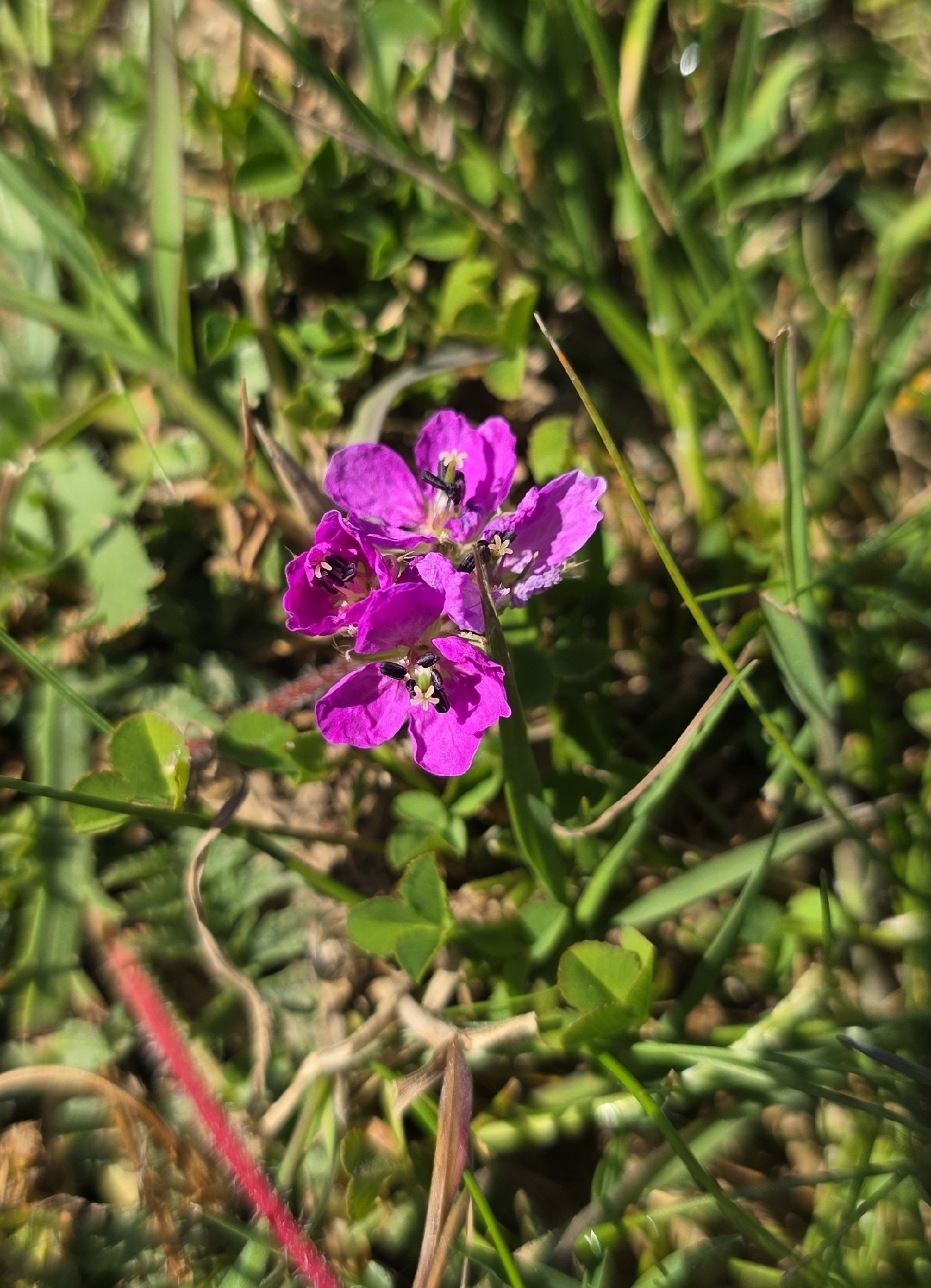 Erodium Acaule (Erodium acaule)