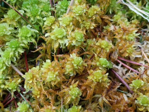 Sphagnum inundatum observed 2026-04-06