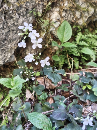 Trefoil Cress (Cardamine trifolia)