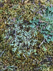 Cladonia foliacea