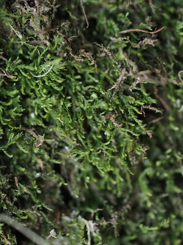 Heterocladium heteropterum observed 2026-04-09