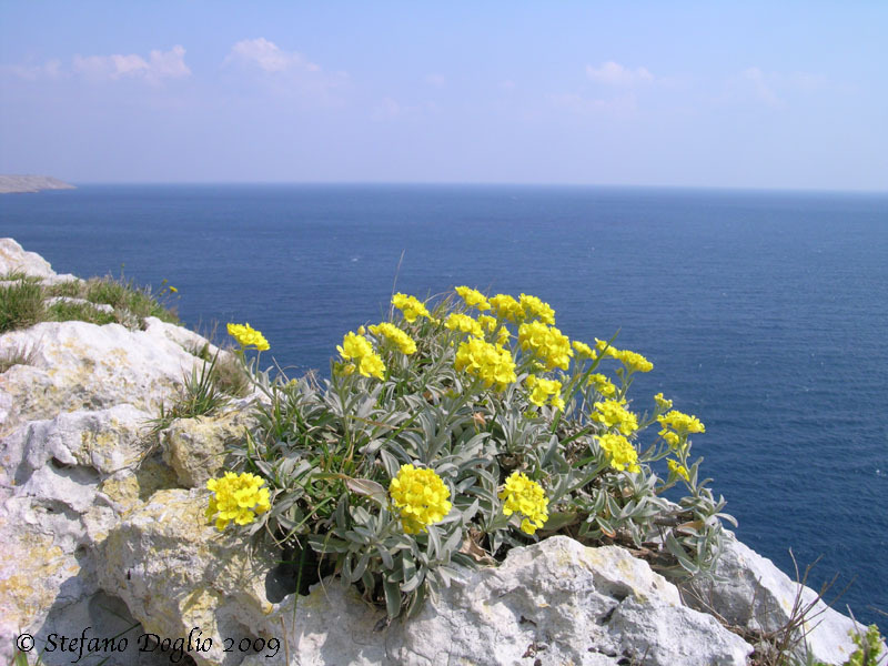 Aurinia leucadea