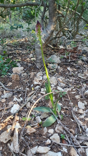 Burnt-tip Orchid (Neotinea ustulata)