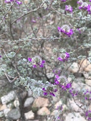 Dalea pulchra