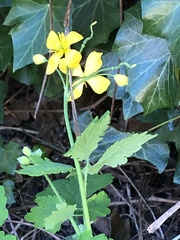Chelidonium majus