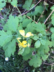 Chelidonium majus