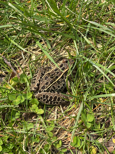 iNaturalist observation photo of Northern Leopard Frog