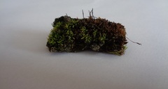 Tortula muralis