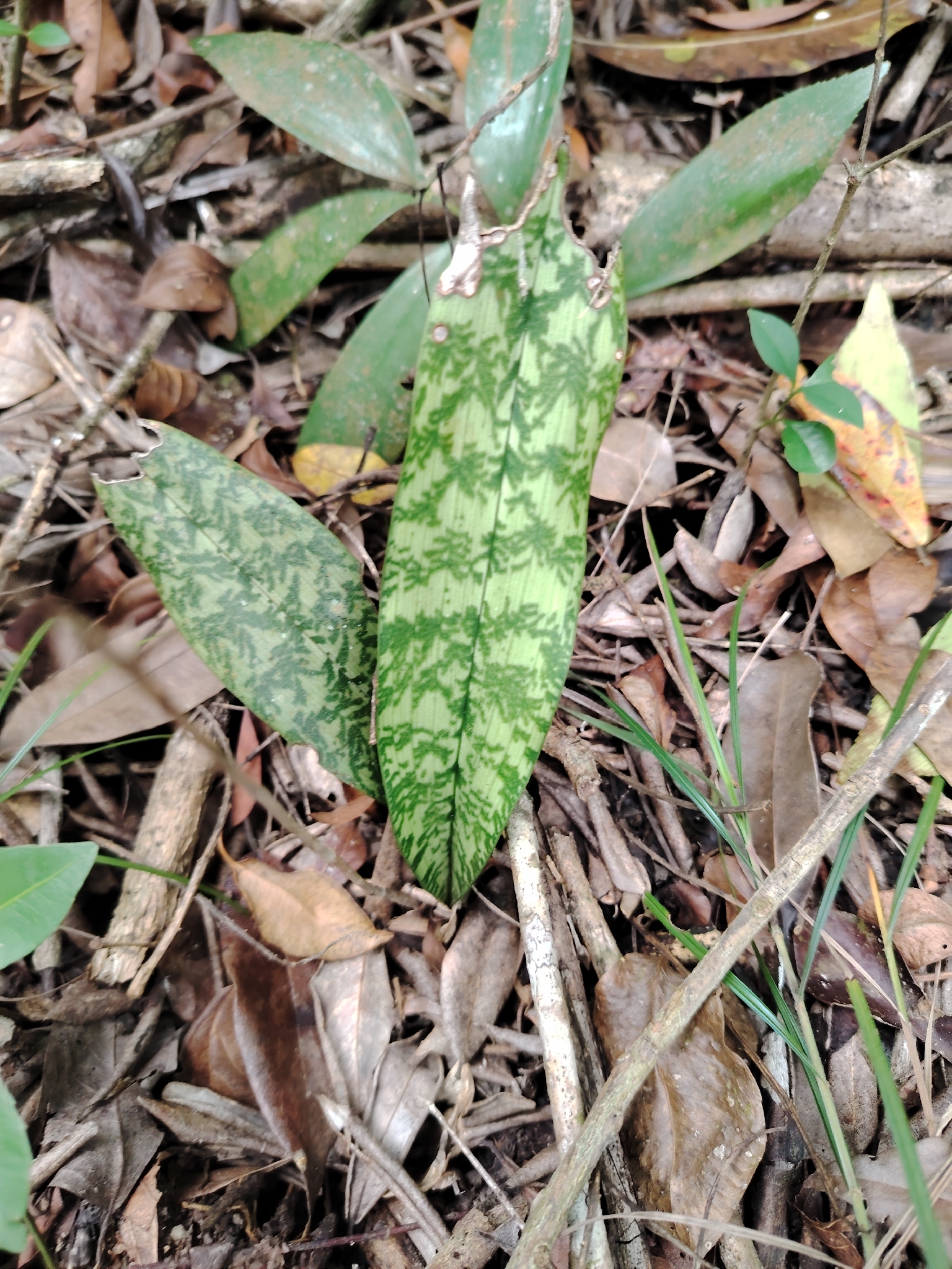 Eulophia Maculata (Eulophia maculata)