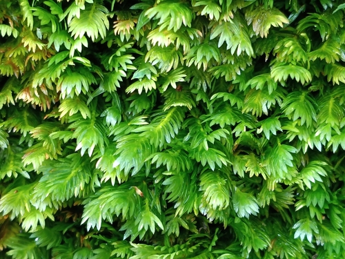 Rock Pocket-moss (Fissidens dubius)