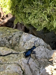 Meloe violaceus