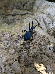 Meloe violaceus
