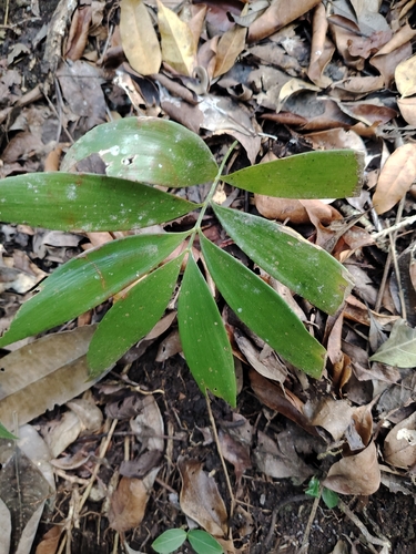 Sinkhole Cycad (Zamia prasina)