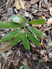 Zamia prasina, photograph (c) josebarrientos, some rights reserved (CC BY)