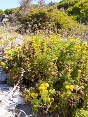 Oncosiphon sabulosus