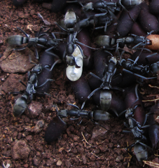 Ophthalmopone berthoudi