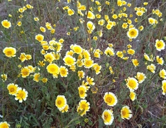 Layia gaillardioides