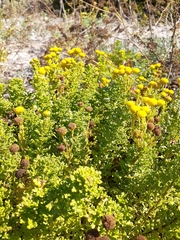 Oncosiphon sabulosus