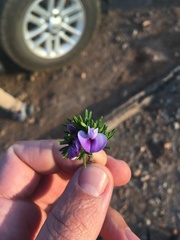 Psoralea vanberkelae