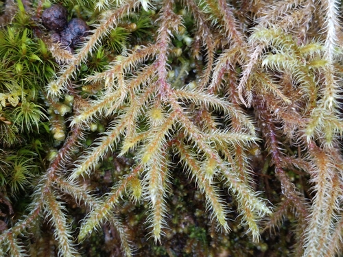Lanky Moss (Rhytidiadelphus loreus)