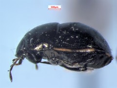 Corimelaena lateralis