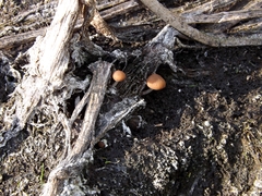 Candolleomyces typhae