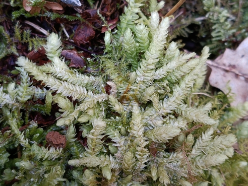 Waved Silk-moss (Plagiothecium undulatum)