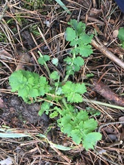Chelidonium majus