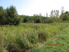 Corimelaena lateralis