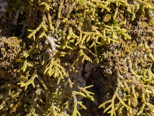 Wall Scalewort (Porella platyphylla)