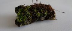 Tortula muralis