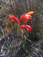 Watsonia spectabilis