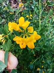 Coronilla valentina glauca