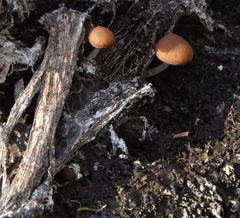 Candolleomyces typhae