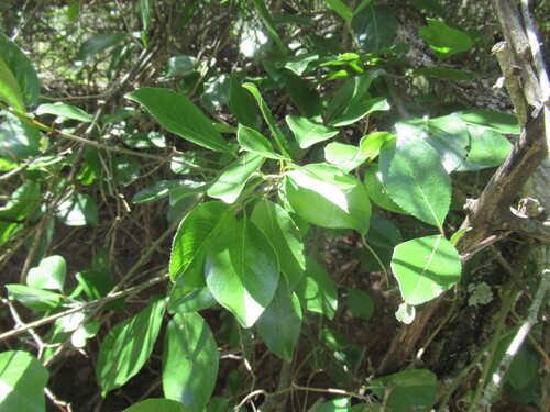 Rusty Blackhaw (Viburnum rufidulum)