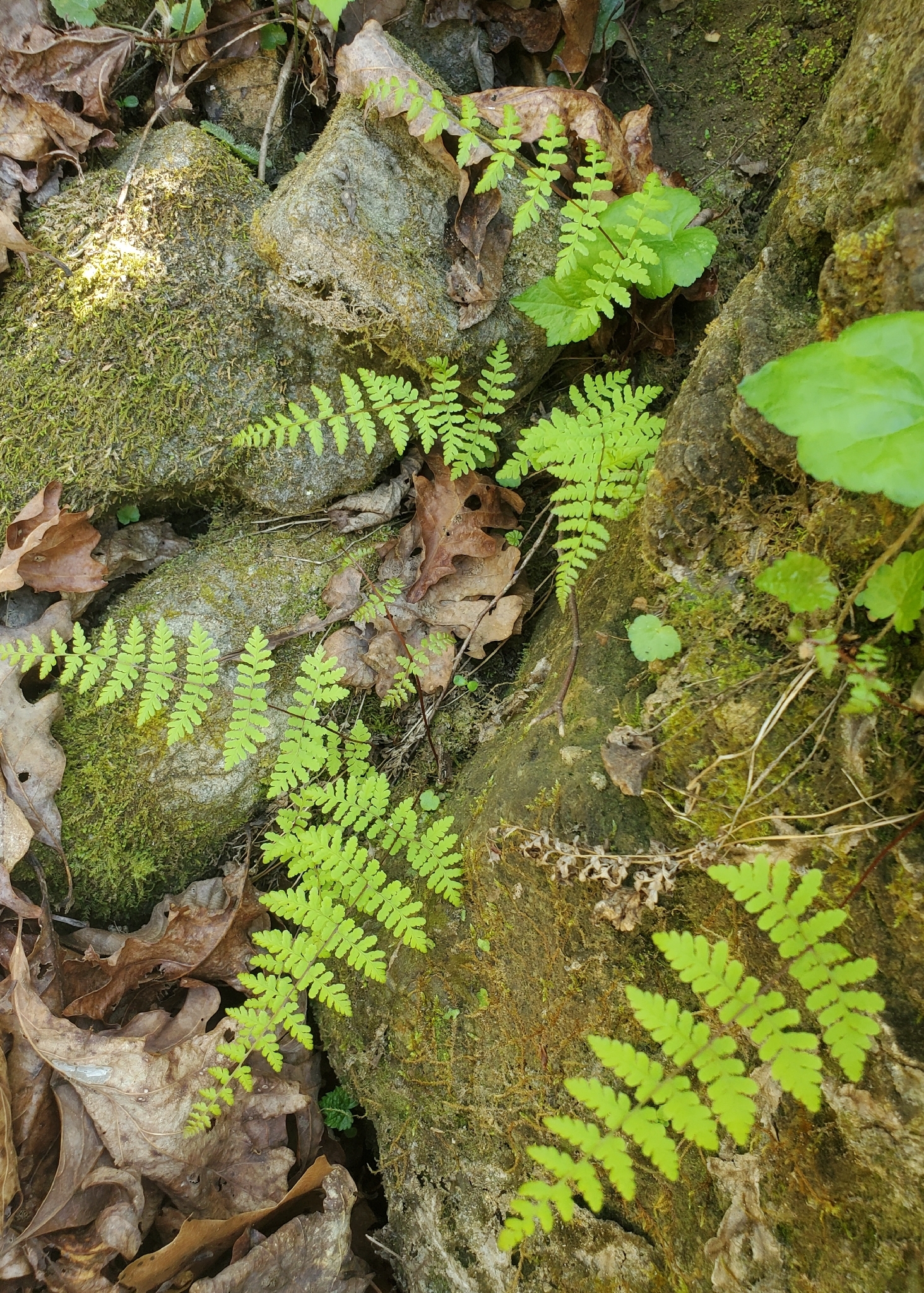Bulblet Fern (Cystopteris bulbifera)