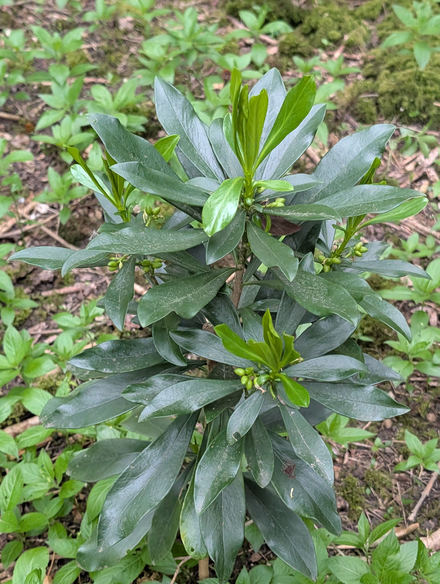 Spurge-Laurel (Daphne laureola)