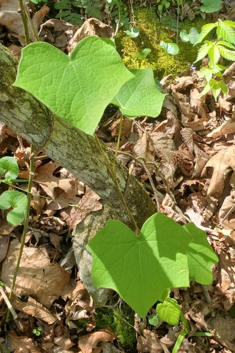 moonseed (Menispermum canadense)