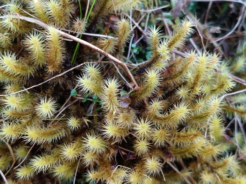Golden-head Moss (Breutelia chrysocoma)