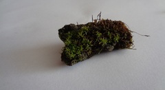 Tortula muralis