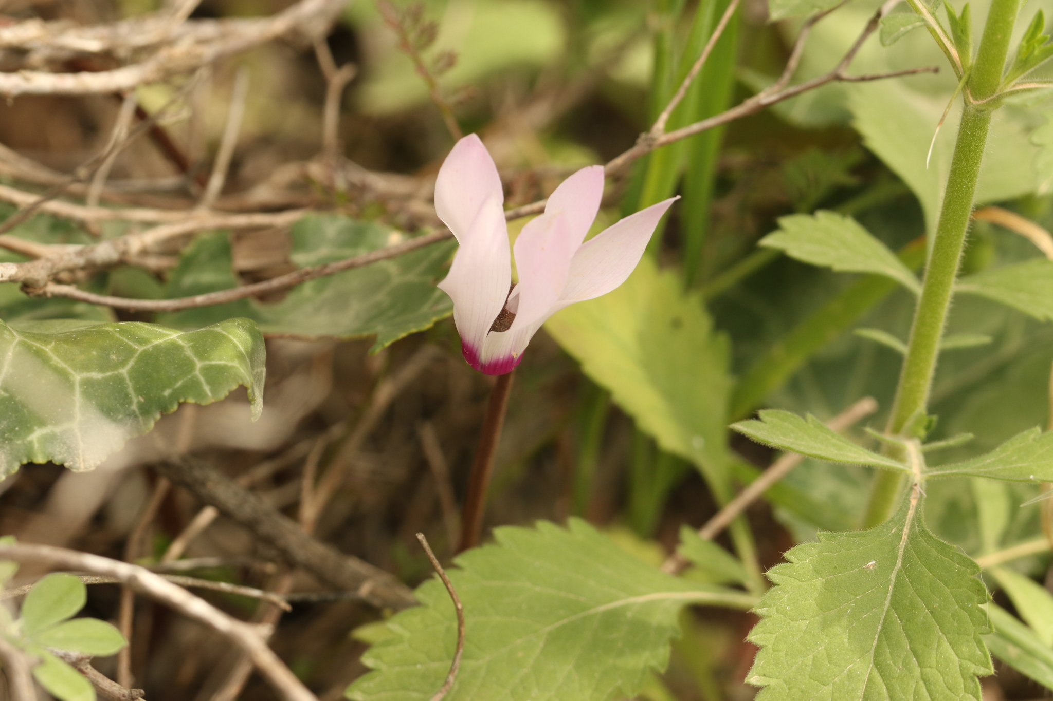 Persian Cyclamen (Cyclamen persicum)