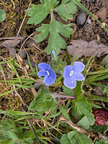Germander Speedwell (Veronica chamaedrys)