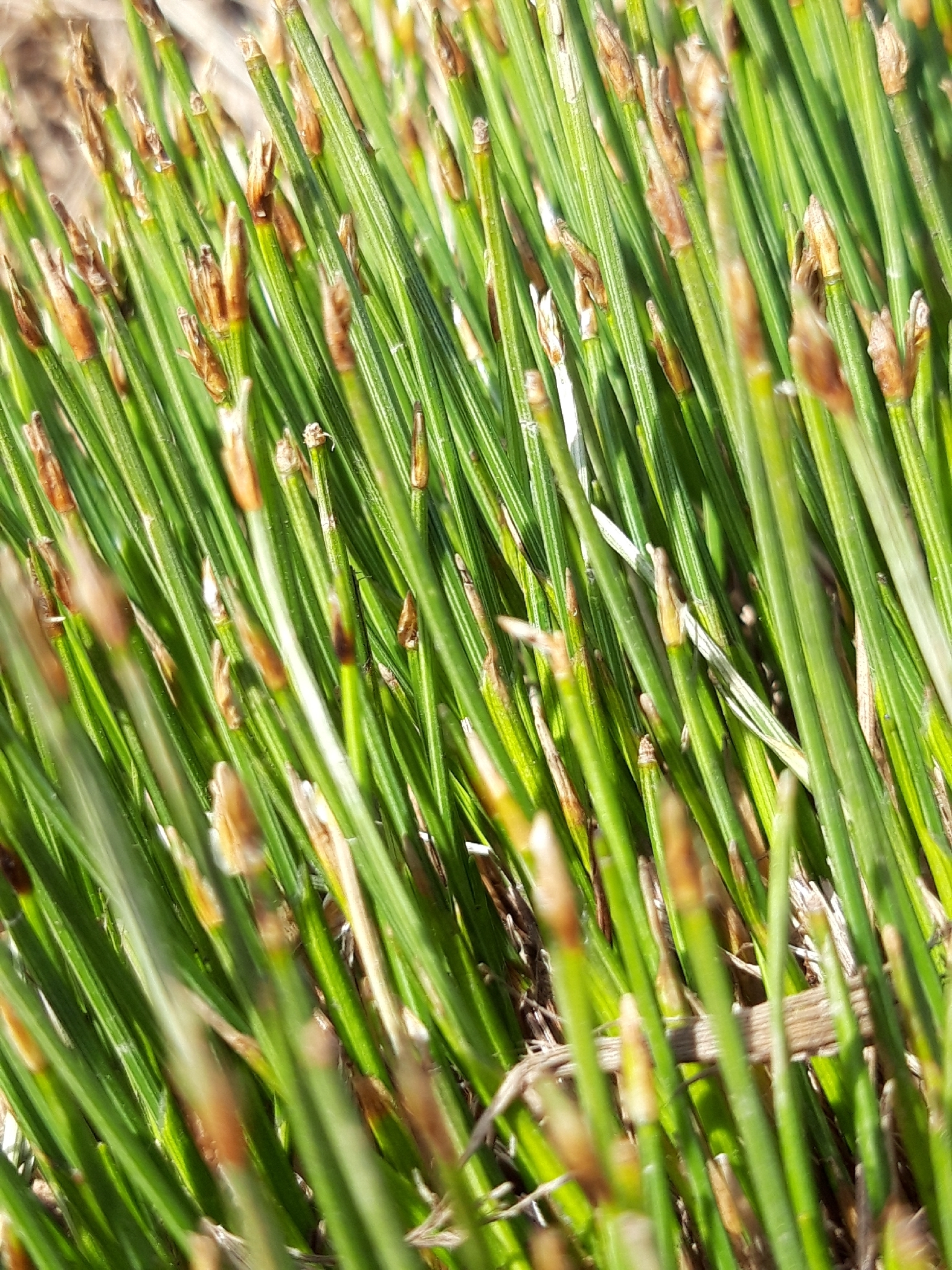 Tufted Bulrush (Trichophorum cespitosum)