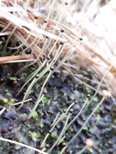 common pellia (Pellia epiphylla)