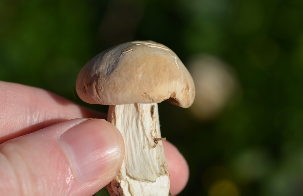 Calocybe gambosa · April 2026 · photo: © willt98 (iNaturalist, cc-by)