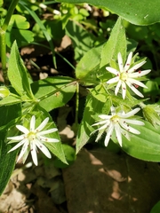 author not stated, no rights reserved Stellaria corei, photograph author not stated, no rights reserved