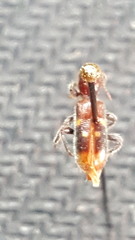 Priocera castanea